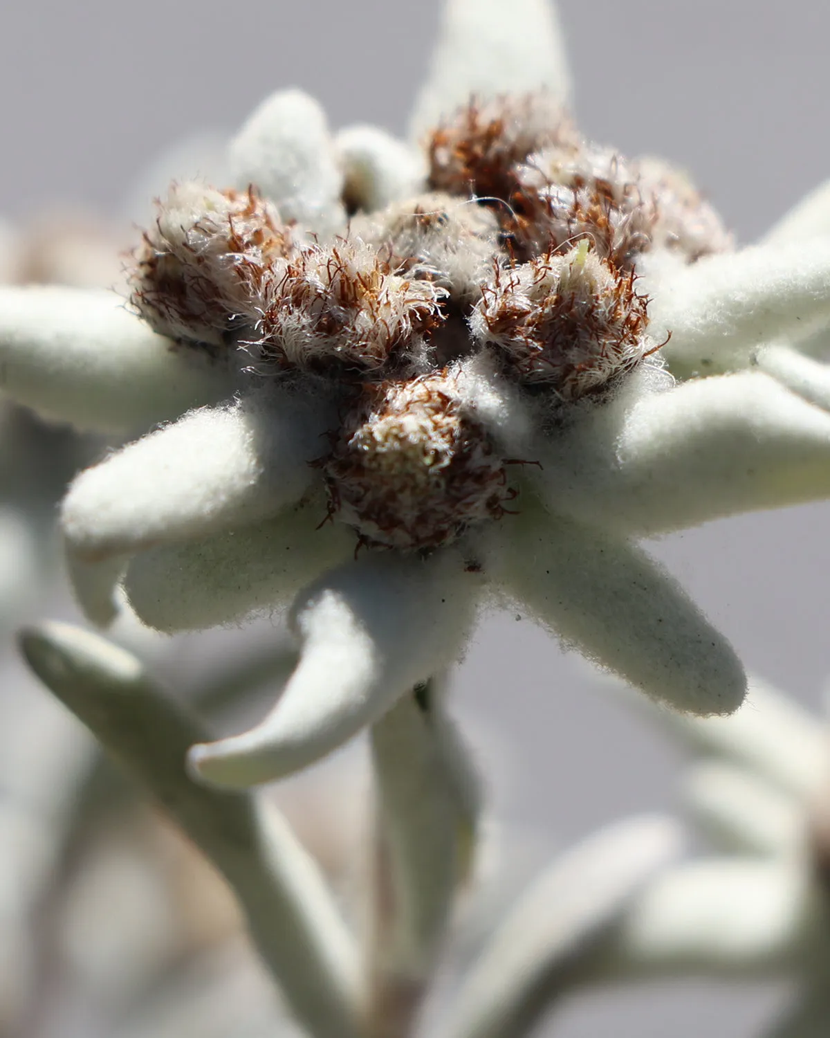 Carnosine & Edelweiss Flower Extract
